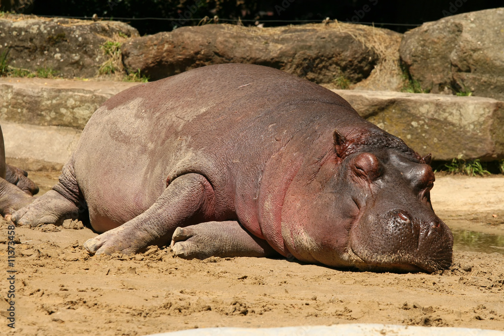 Hippo sleeping