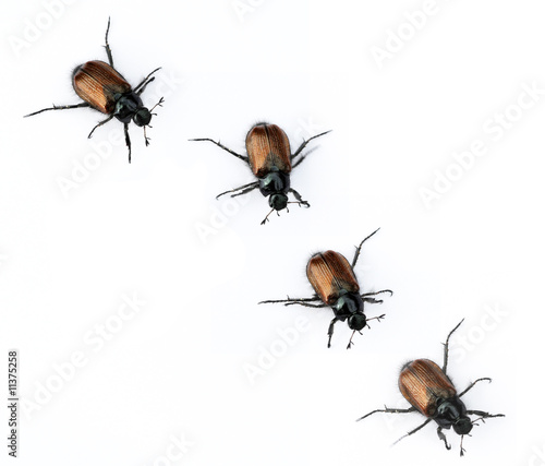 beetles against white background