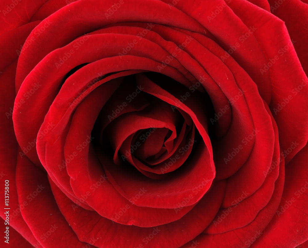 rose rose