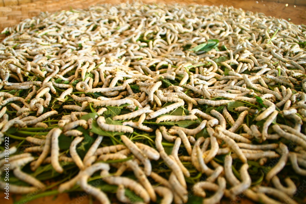 Gusanos de seda