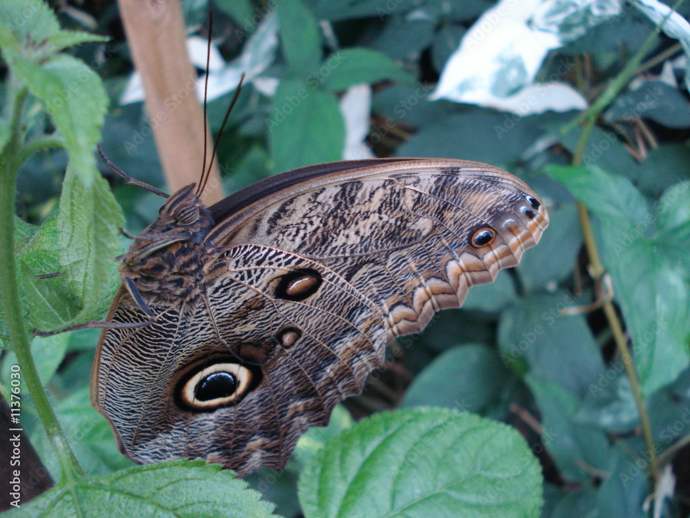 Fototapeta premium papillion du jardin