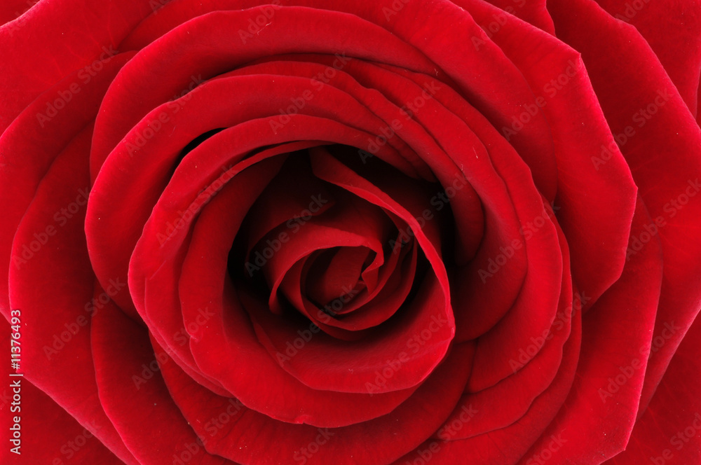 rose rose