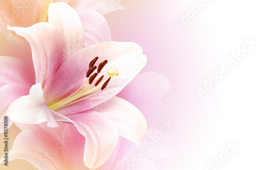Pink lily background with copy space photo