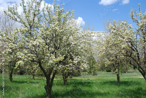 Blooming orchard