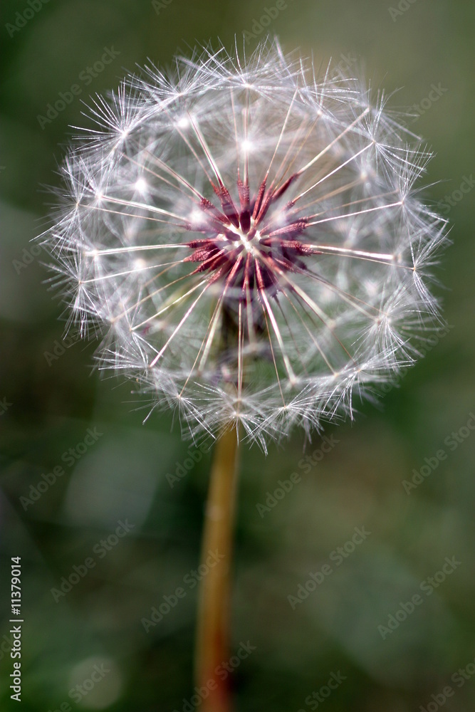 Fototapeta premium Dandelion Seed Head