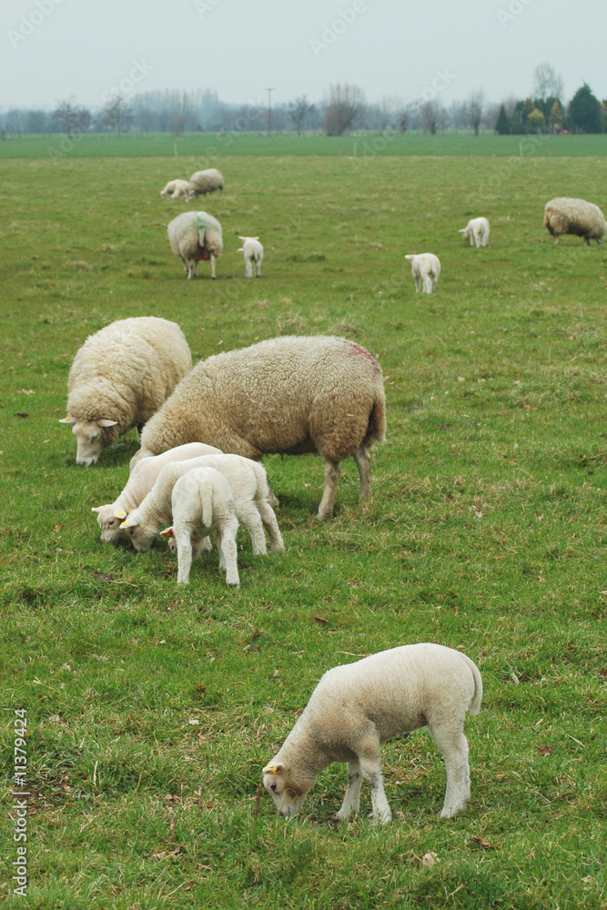Fototapeta premium lambs