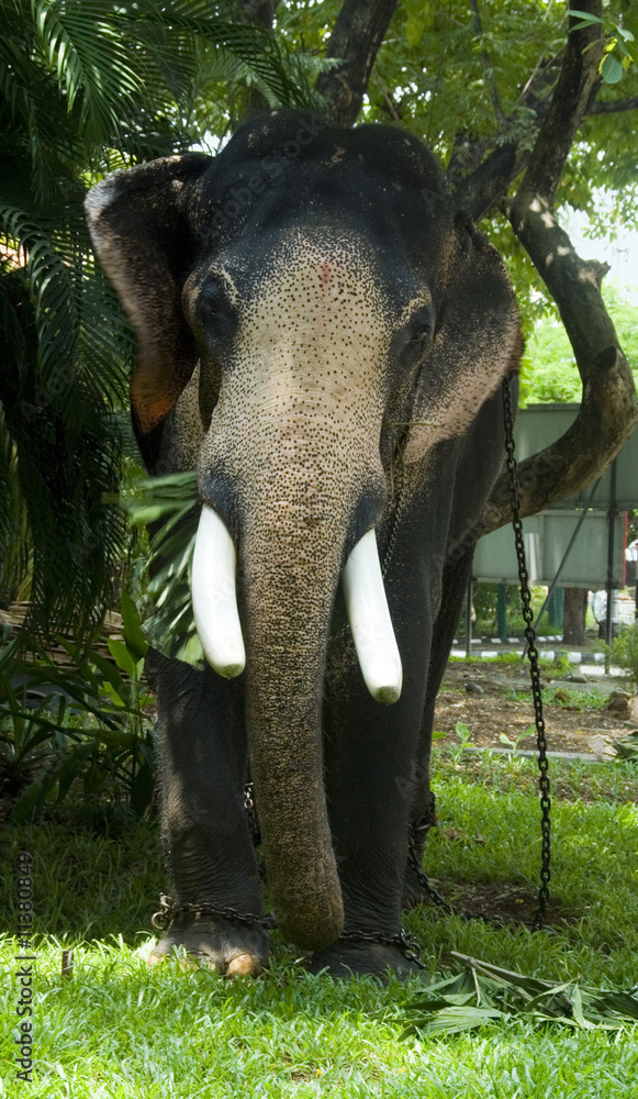 Fototapeta premium Elephant eating