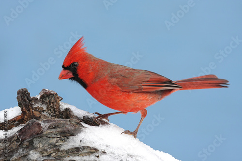 Male Northern Cardinal © Steve Byland