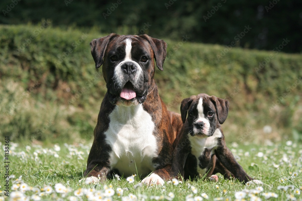 Sage petite famille de Boxer sur les paquerettes