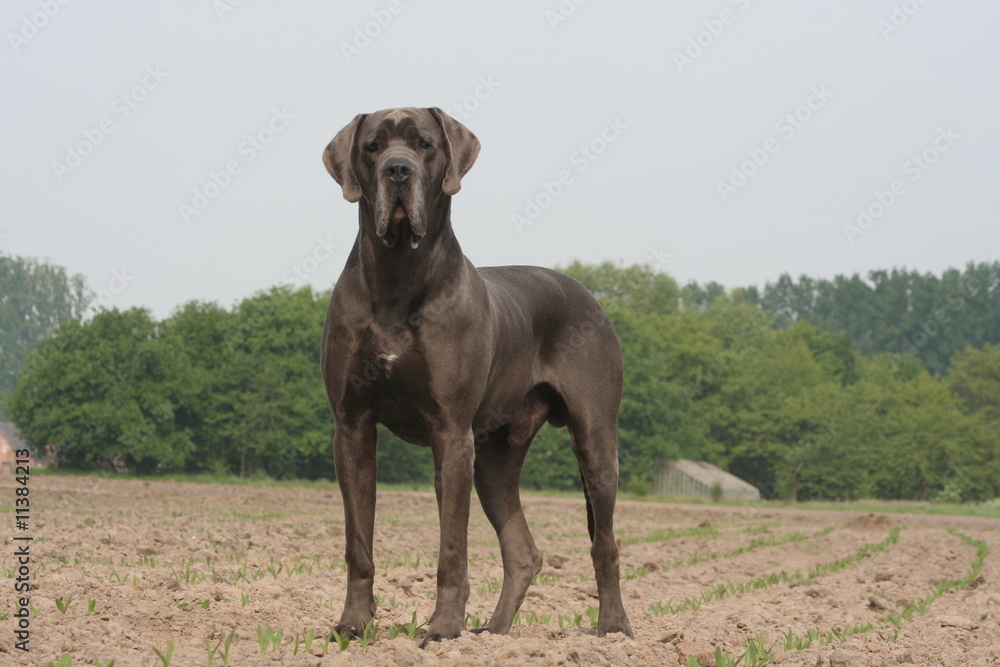 regard intrigué du dogue allemand dans un champ