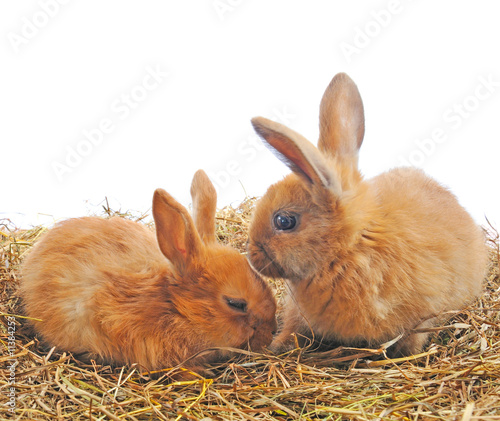 two red bunny