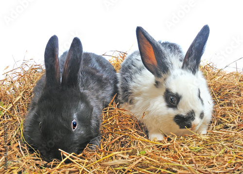 two rabbit