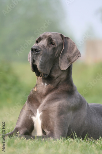 le dogue allemand assis la tete haute