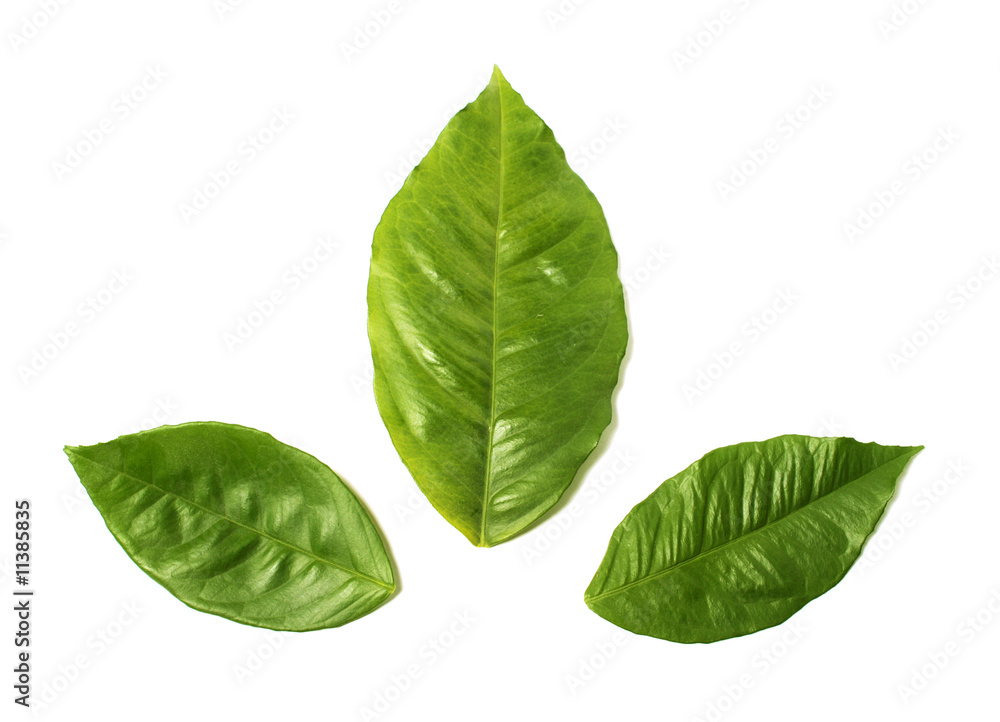lemon leaves lemon leaves