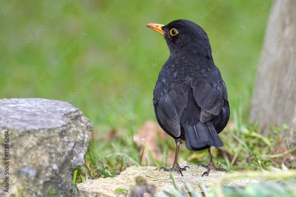 Fototapeta premium Common blackbird