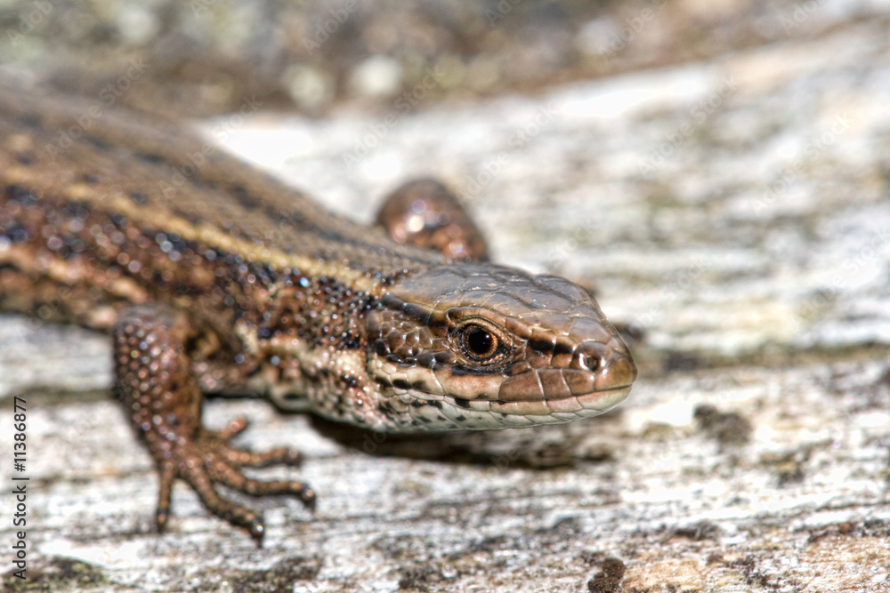 Viviparous lizard Viviparous lizard