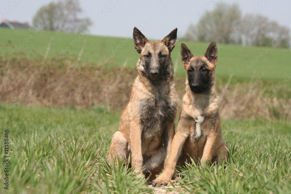duo de berger belge laekenois duo de berger belge laekenois