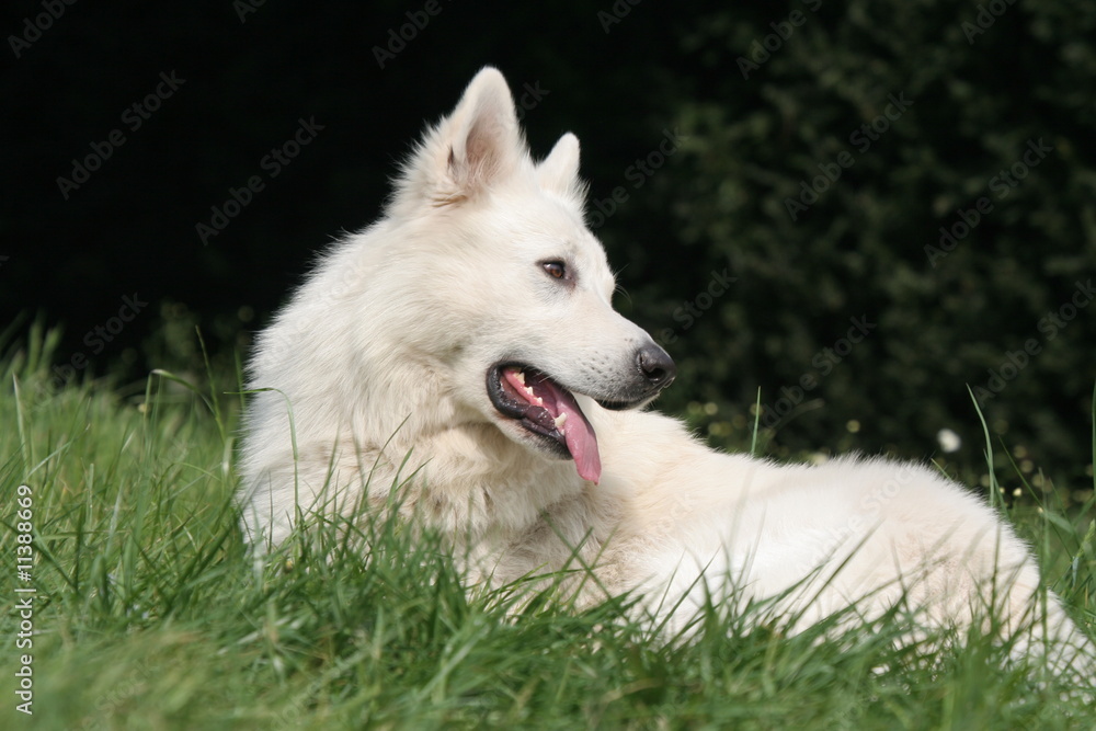 Berger blanc suisse à la campagne Berger blanc suisse à la campagne