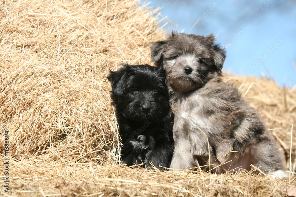 Deux petits Bergers des Pyrénées sur la paille Deux petits Bergers des Pyrénées sur la paille
