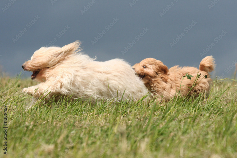 la course dans le vent de deux bichons havanais