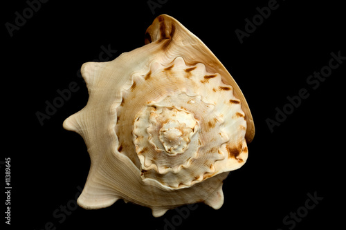 Seashell