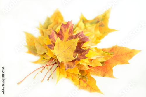 yellow leaves on white
