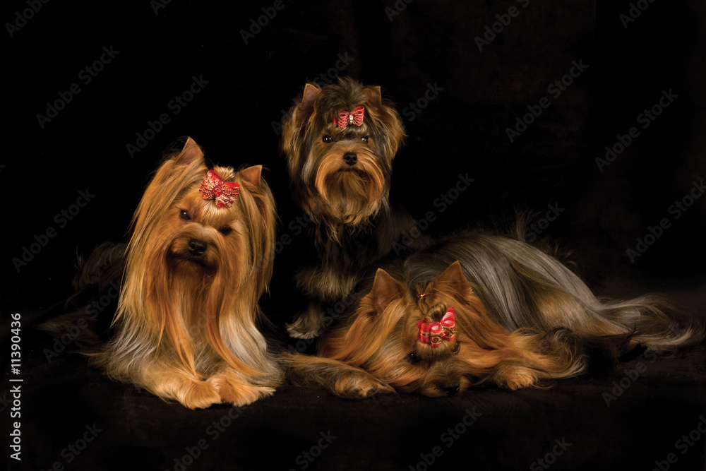 Naklejka premium three yorkshire terriers on black background