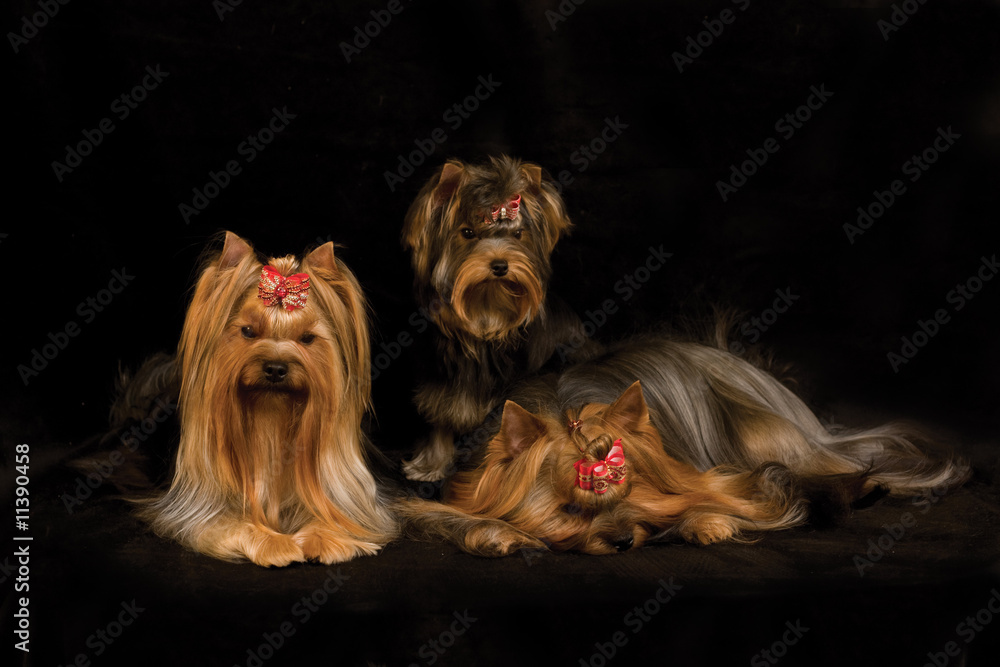 Naklejka premium three yorkshire terriers on black background