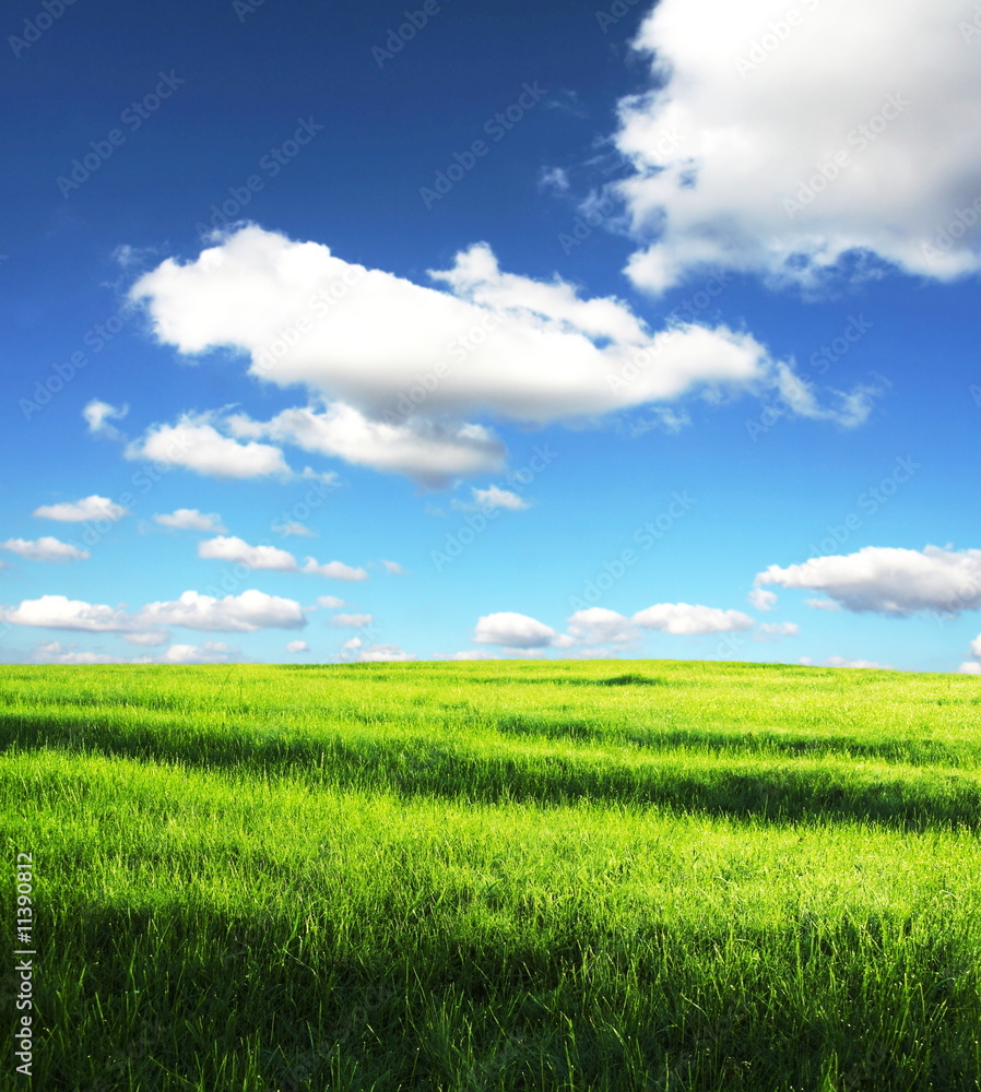 Fototapeta premium Field