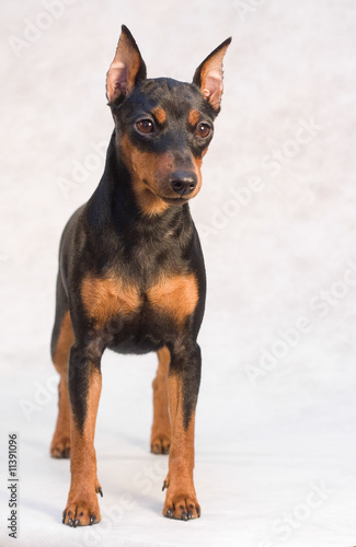 miniature Pinscher on white background © Aleksandr Ryzhov