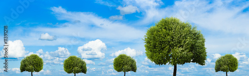 Trees on a background of the cloudy sky in solar  summer day