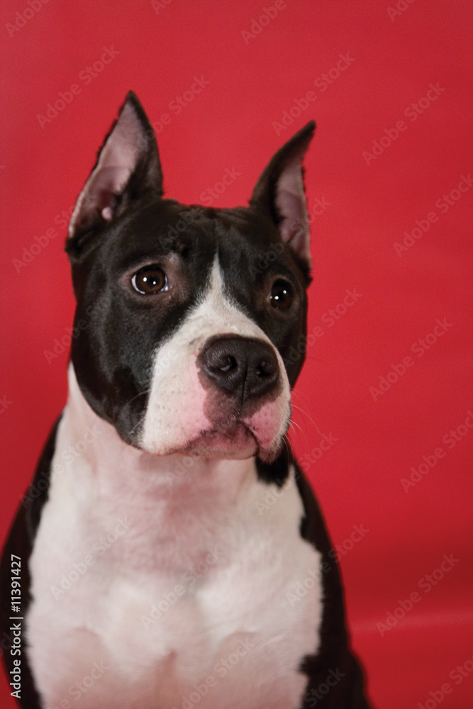 Portrait of staffordshire terrier on red background