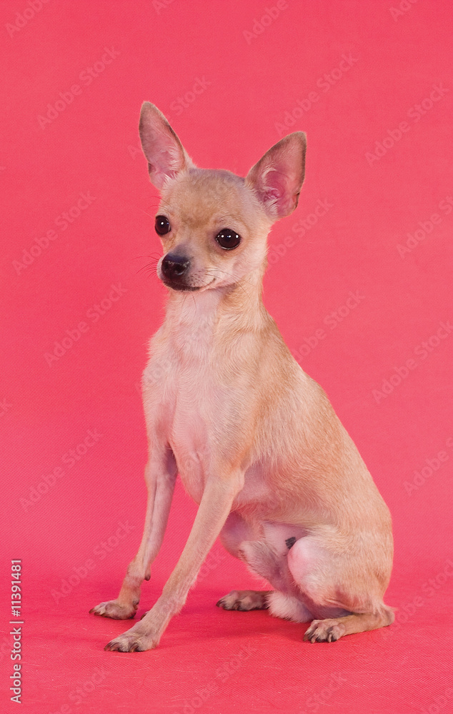 russian toy terrier dog on red background