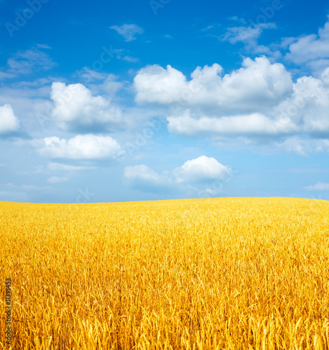 Wheat and cloudy sky