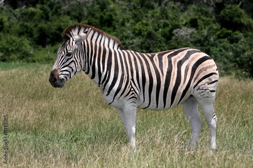 Zebra © Duncan Noakes
