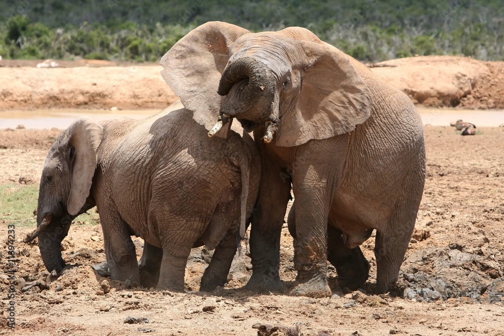 Fototapeta premium Elephant Fun