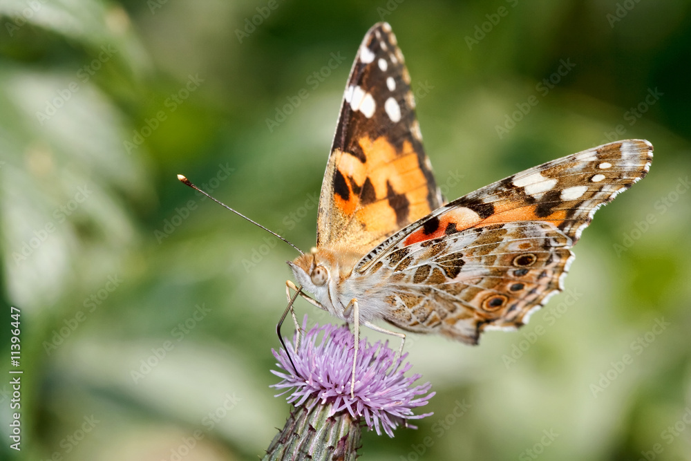 Painted lady Painted lady