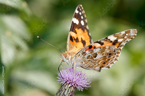 Painted lady