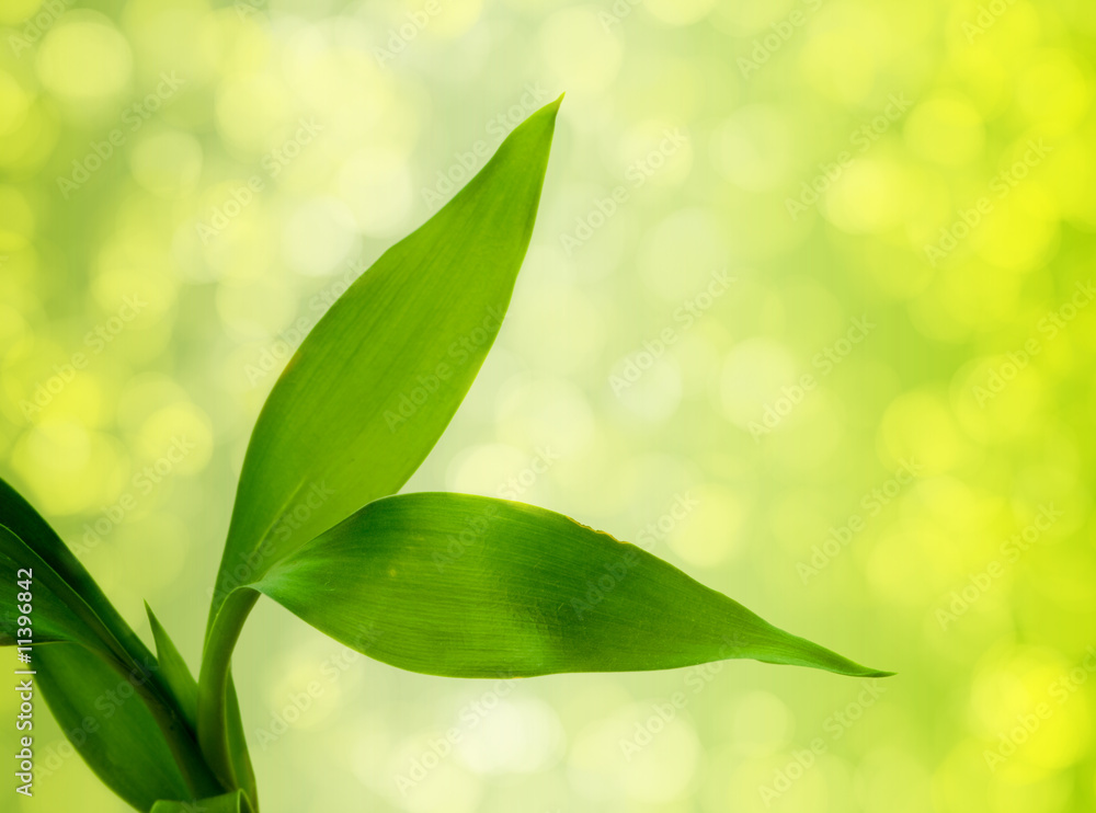 Fototapeta premium Green leaf.