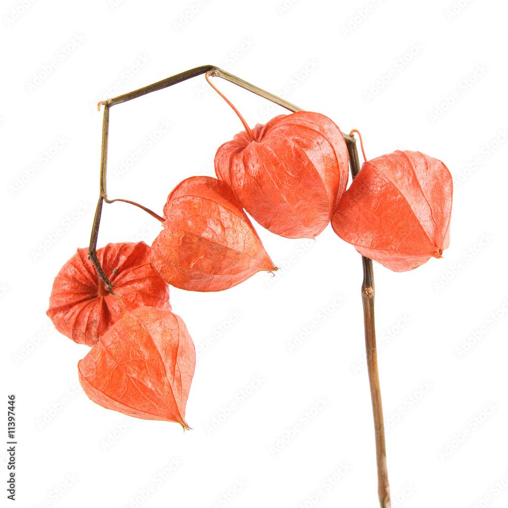 Decorative plant Decorative plant