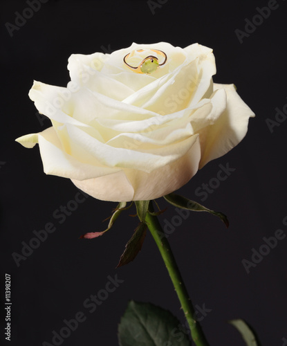 Ring in a white rose from black background