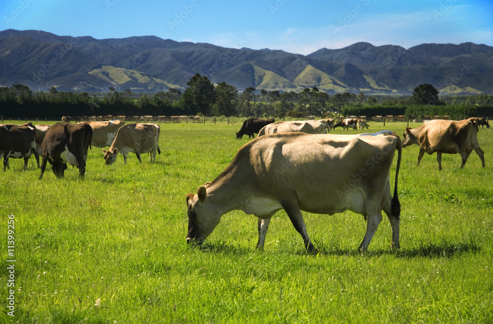 Fototapeta premium cows