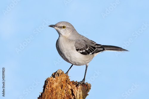 Photo Mockingbird On A Stump