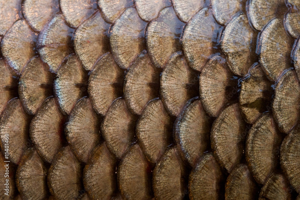 Fototapeta premium fish scales texture