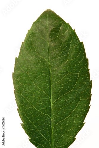 Green leaf isolated on white