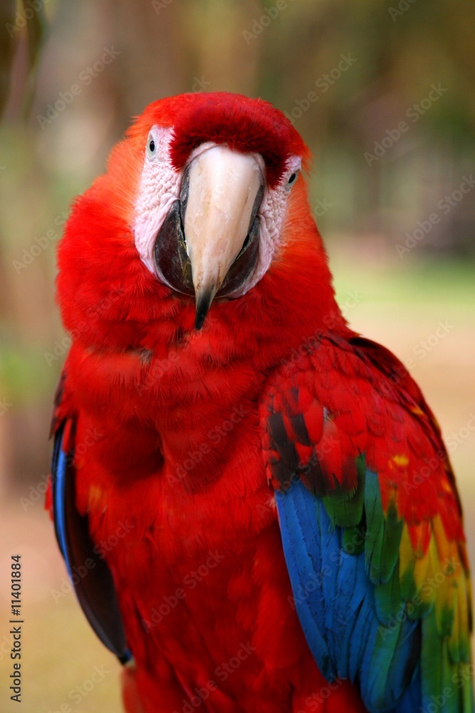 Obraz premium Scarlet Macaw, Peru