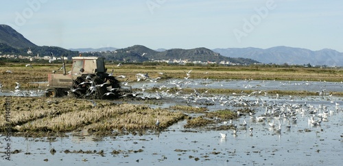 Fototapeta Naklejka Na Ścianę i Meble -  Rice tractor, wet rice fields and seagulls