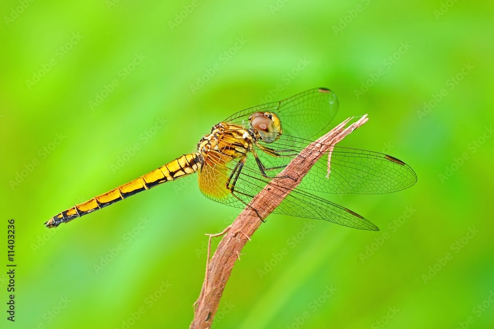 yellow dragonfly in the parks yellow dragonfly in the parks