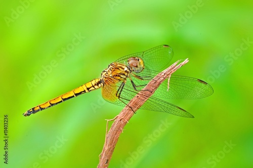 yellow dragonfly in the parks
