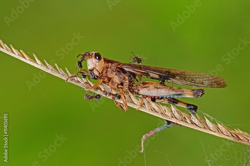 dead grasshopper in the parks